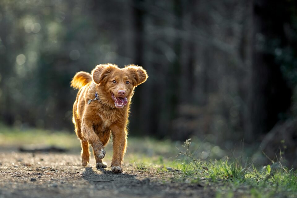 a small brown dog walking down a dirt road