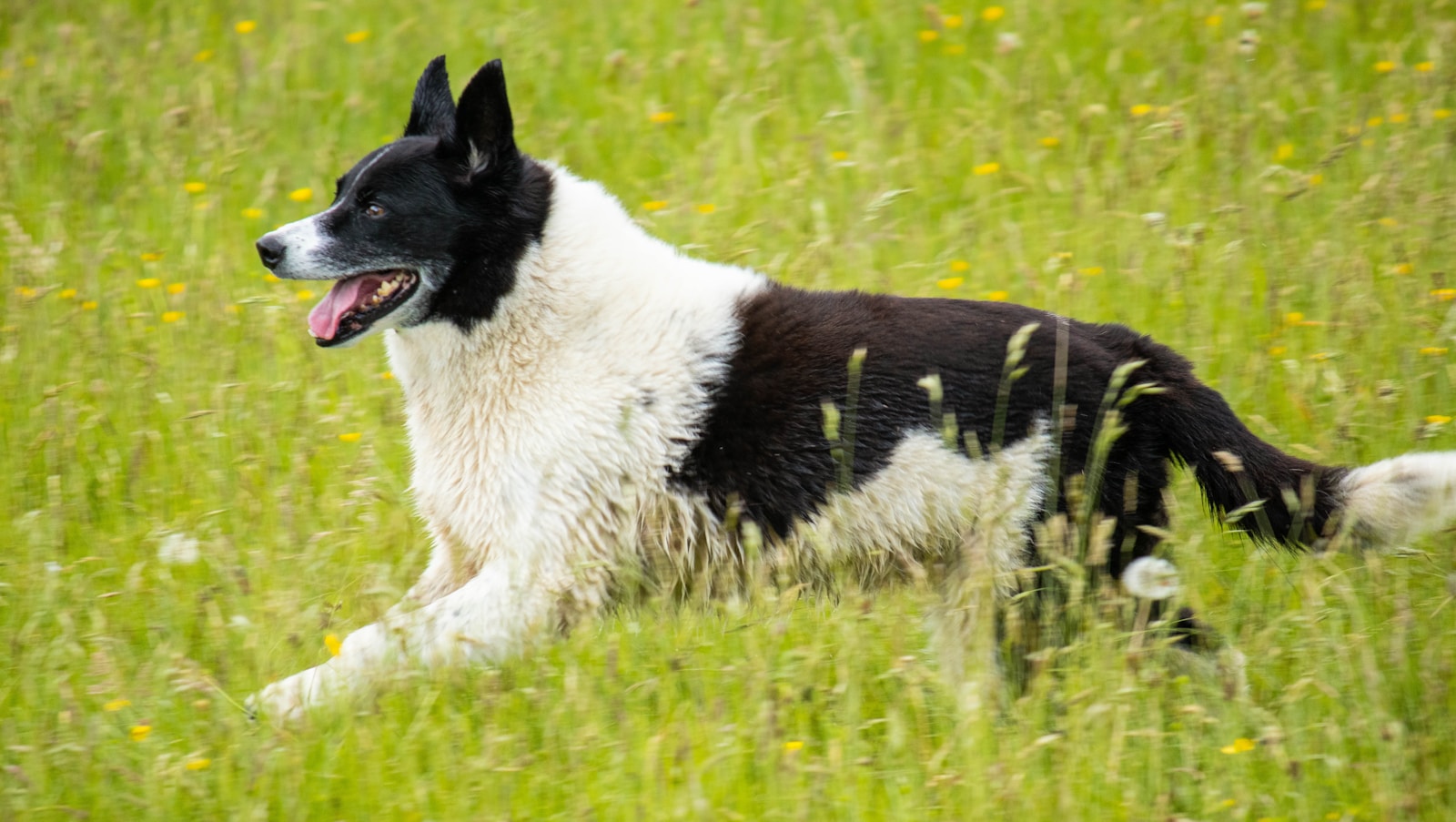 a black and white dog running through a field of tall grass